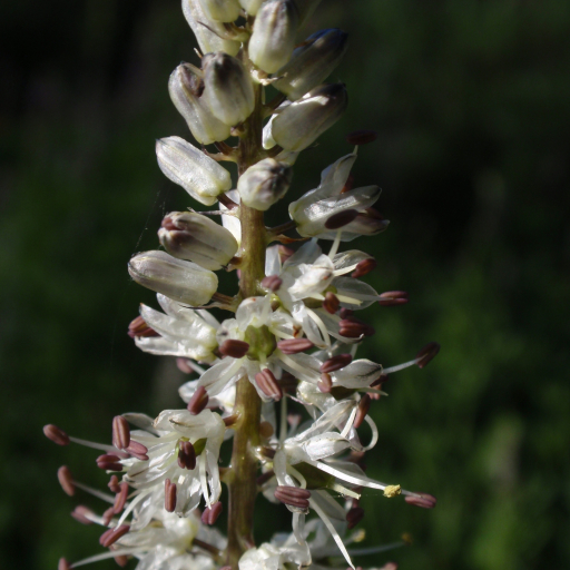 Hastingsia Alba