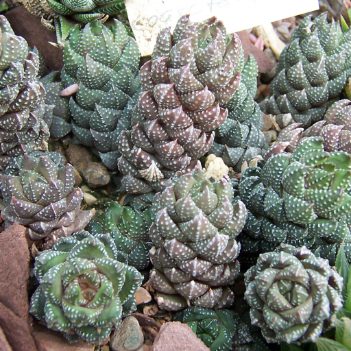 Haworthia Coarctata