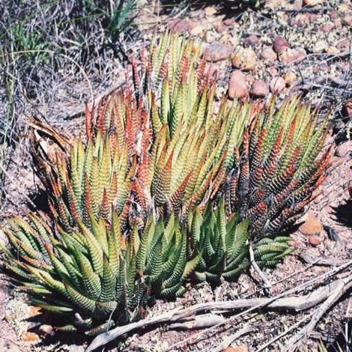 Haworthia Fasciata