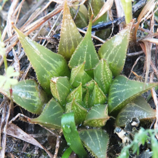 Haworthia Mirabilis