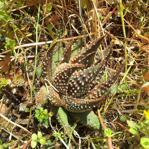 Haworthia Pumila