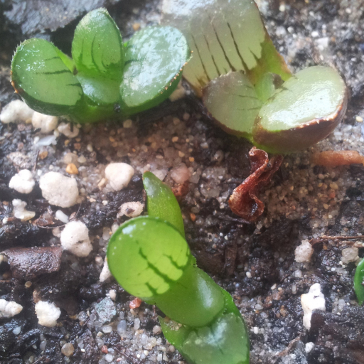 Haworthia Springbokvlakensis