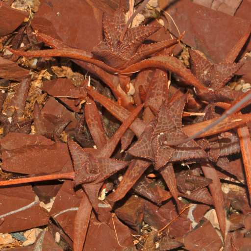 Haworthia Tessellata