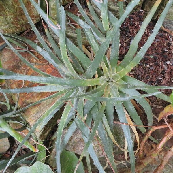 Hechtia Roots Hechtia Liebmannii Plant Care & How to Grow, Water