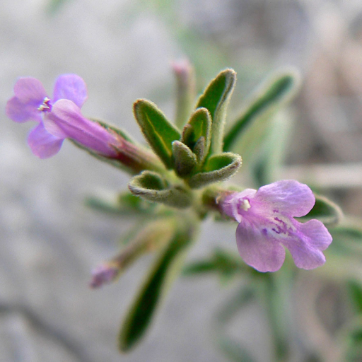 Hedeoma Drummondii