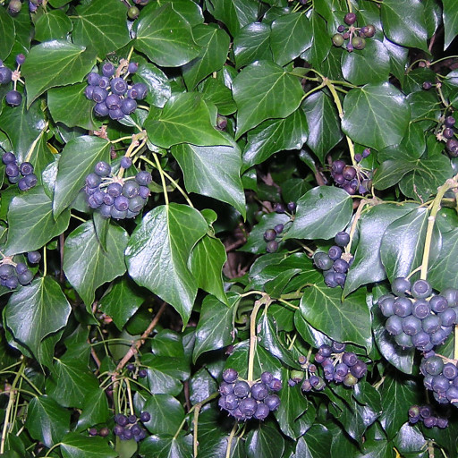 Hedera Hibernica