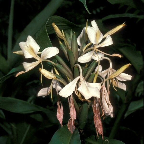 Hedychium Flavum
