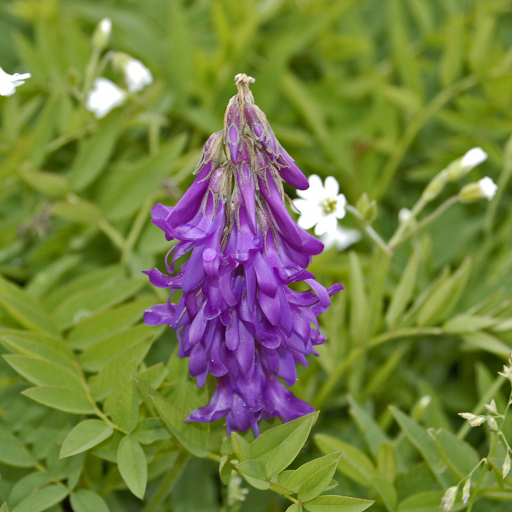 Hedysarum Hedysaroides