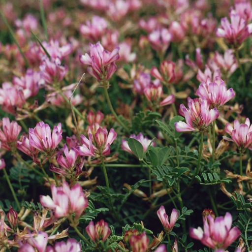 Hedysarum Spinosissimum