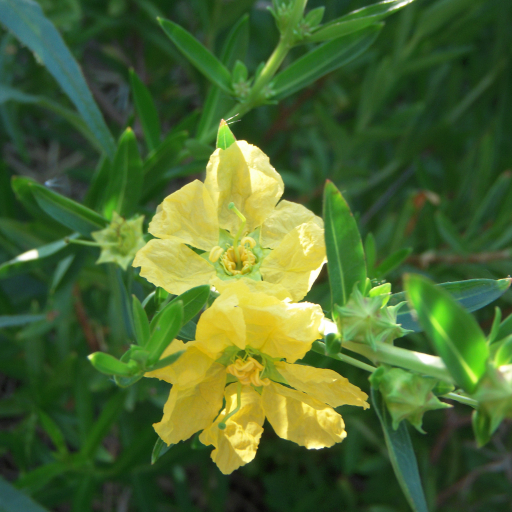 Heimia Salicifolia