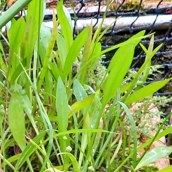 Helanthium Bolivianum