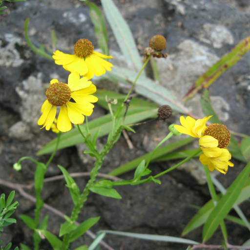 Helenium Flexuosum