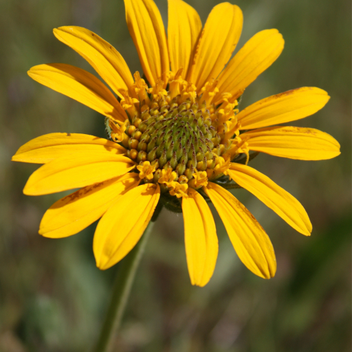 Helianthella Californica