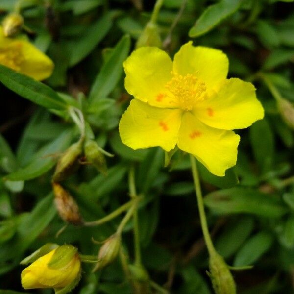 Helianthemum Lunulatum