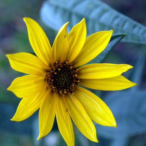 Helianthus Maximiliani