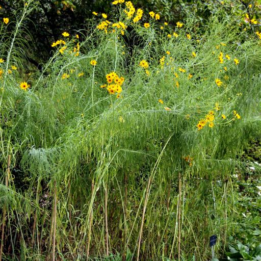 Helianthus Salicifolius