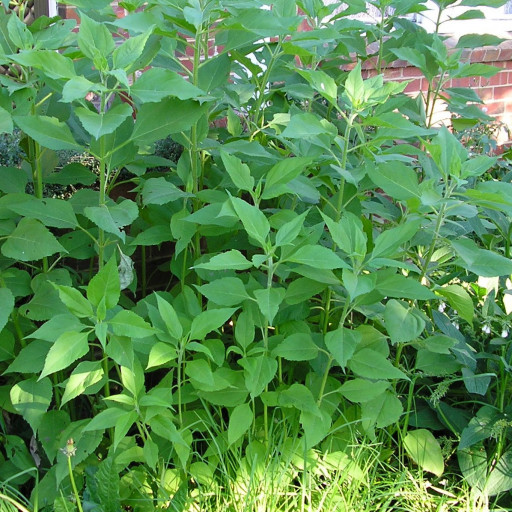 Jerusalem Artichoke