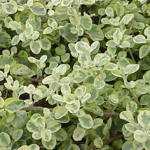 Helichrysum Petiolare