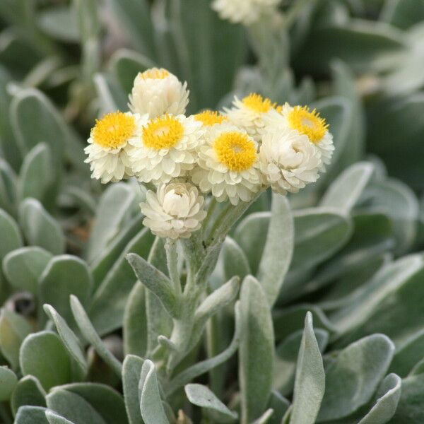Helichrysum Sibthorpii