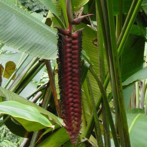 Heliconia Mariae