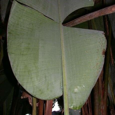 Heliconia Pogonantha