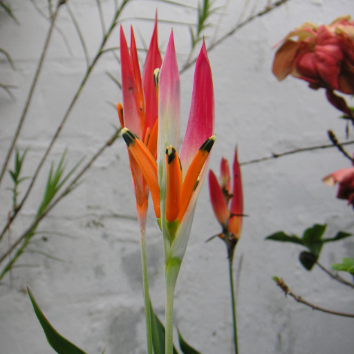 Heliconia Psittacorum