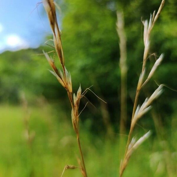 Helictochloa Pratensis