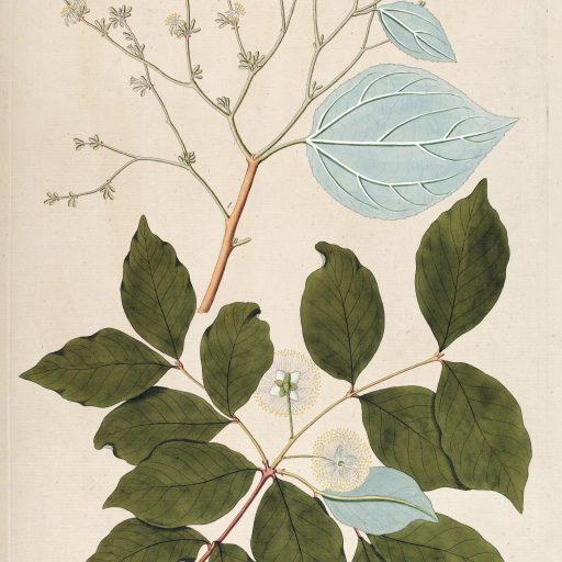 Heliocarpus Americanus