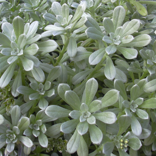 Heliotropium Anomalum