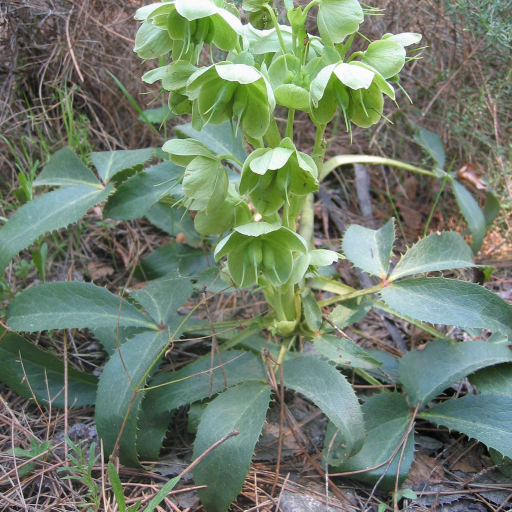 Helleborus Argutifolius