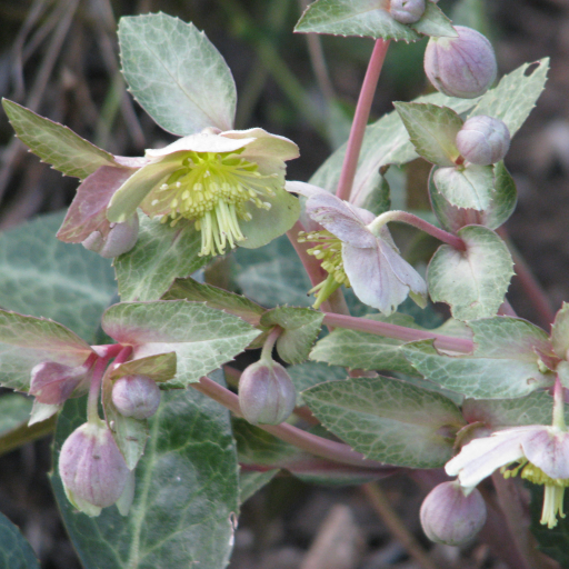 Helleborus Lividus