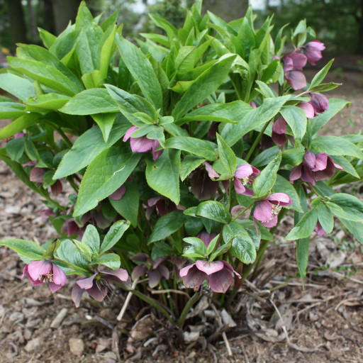 Helleborus Orientalis