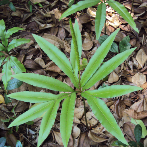 Helminthostachys Zeylanica