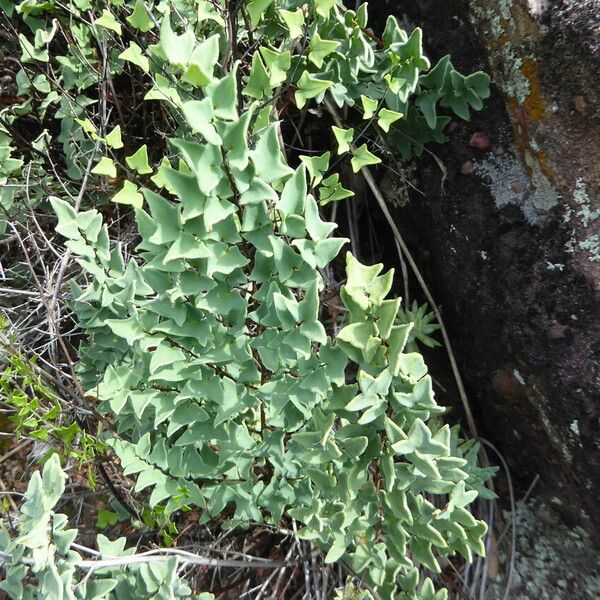 Hemionitis Calomelanos