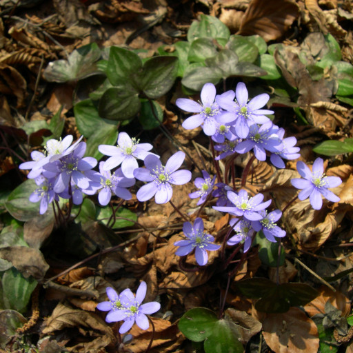 Hepatica Nobilis