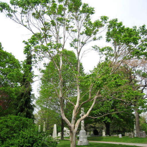 Heptacodium Miconioides