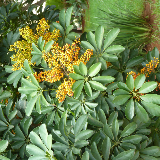 Heptapleurum Arboricola