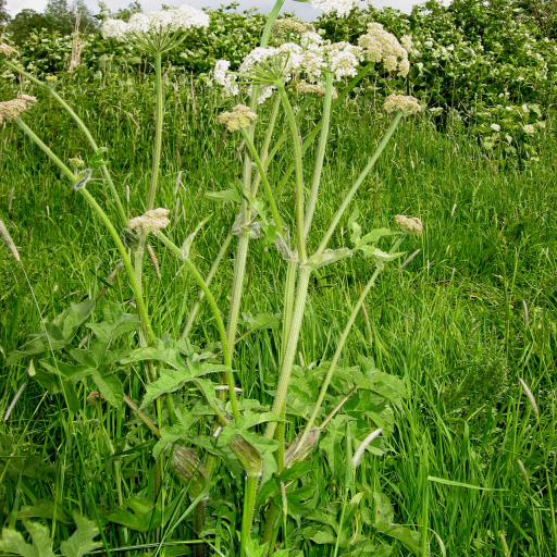 Heracleum Sibiricum
