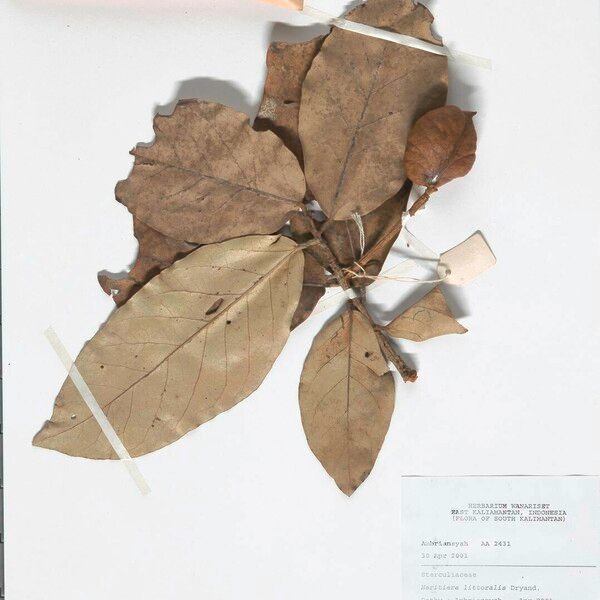 Heritiera Elata Care Guide: Water, Soil & Propagation - Plantiary