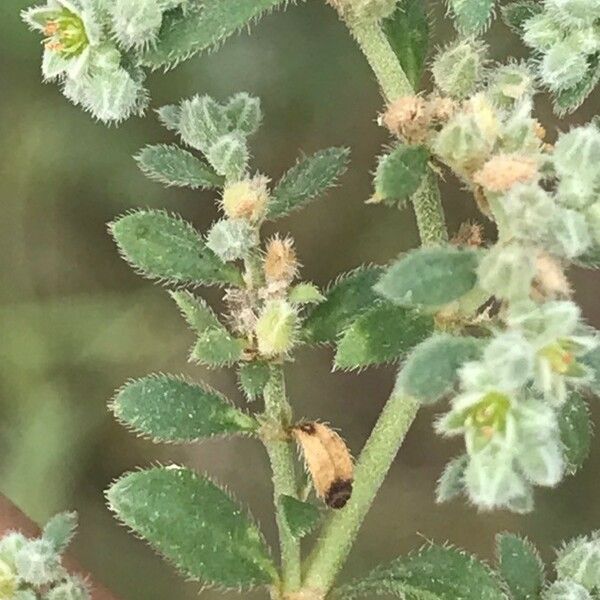 Herniaria Incana