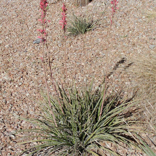 Hesperaloe Parviflora