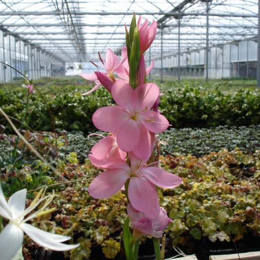 Hesperantha Coccinea