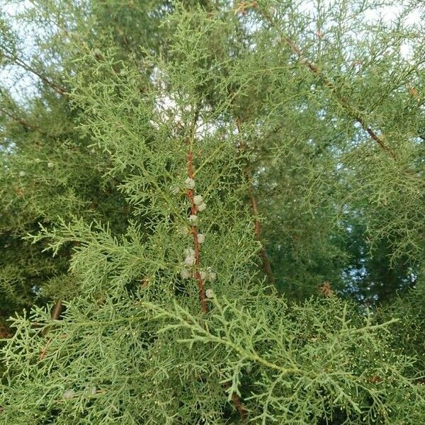 Hesperocyparis Forbesii