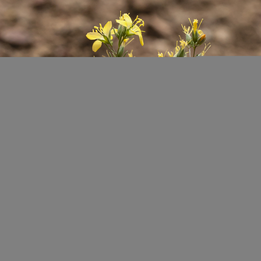 Hesperolinon Breweri