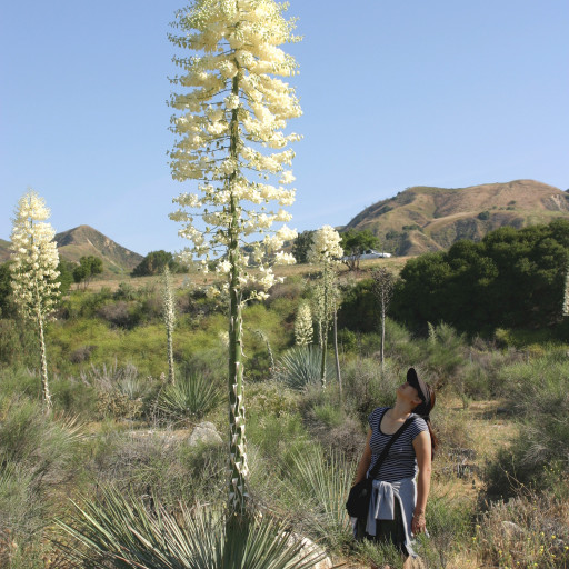Hesperoyucca Whipplei