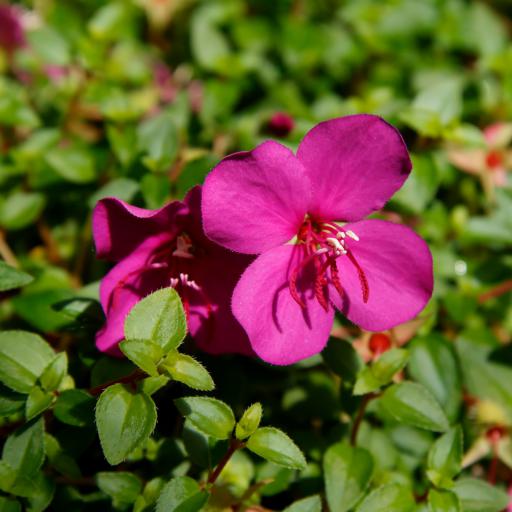 Heterocentron Elegans