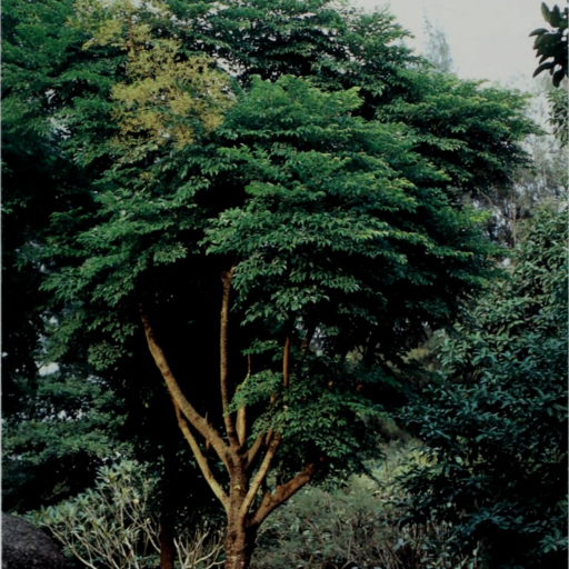 Heteropanax Fragrans