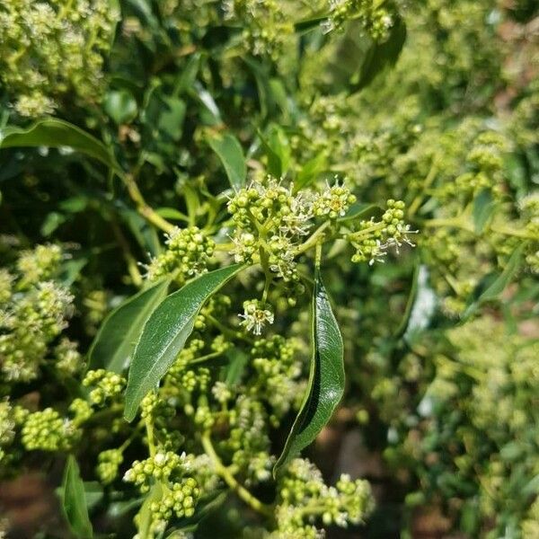 lavender-tree-heteropyxis-natalensis-plant-care-how-to-grow-water
