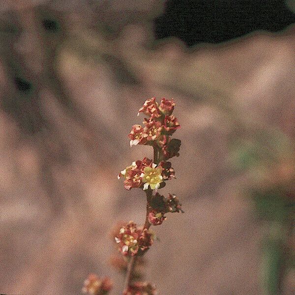 Heuchera Parvifolia