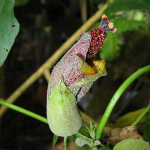 Hibiscadelphus Giffardianus
